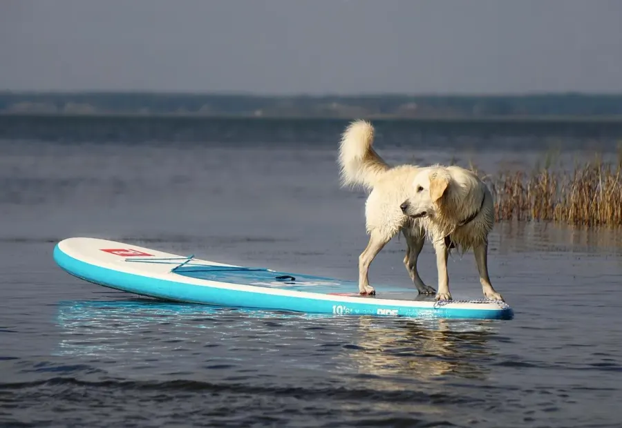 golden retriever, dog, domestic animal