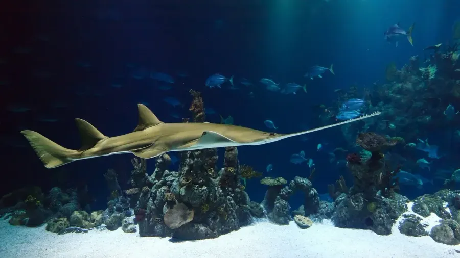 Requin pris en photo sous marine