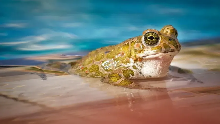 Grenouille dans une piscine